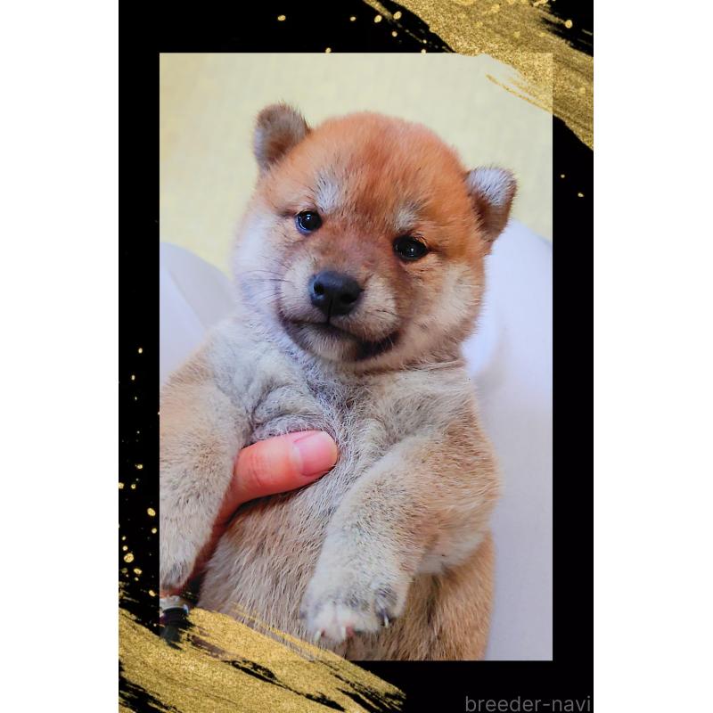 販売中の栃木県の柴犬-401788の4枚目