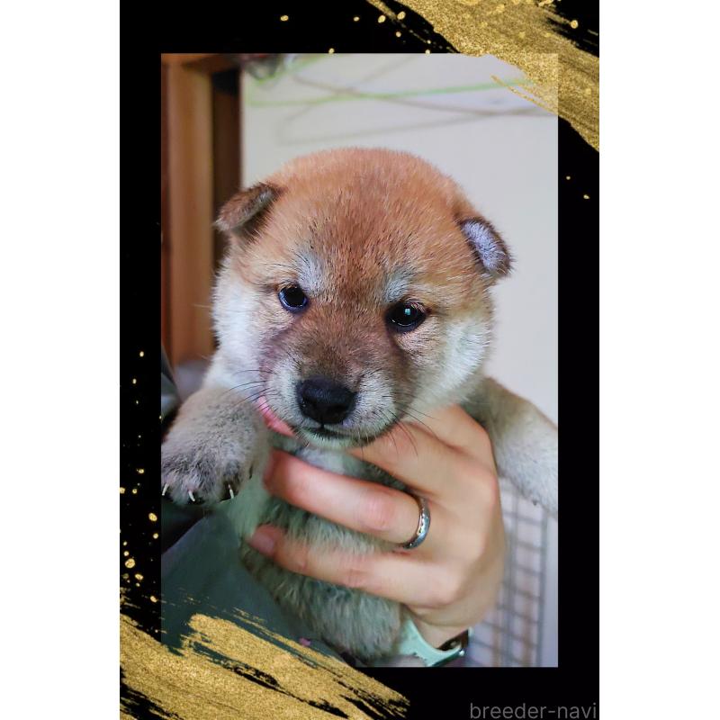 販売中の栃木県の柴犬-401788の3枚目