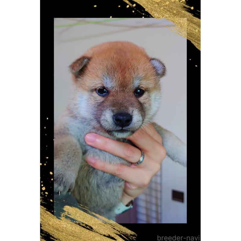 販売中の栃木県の柴犬-401788の2枚目