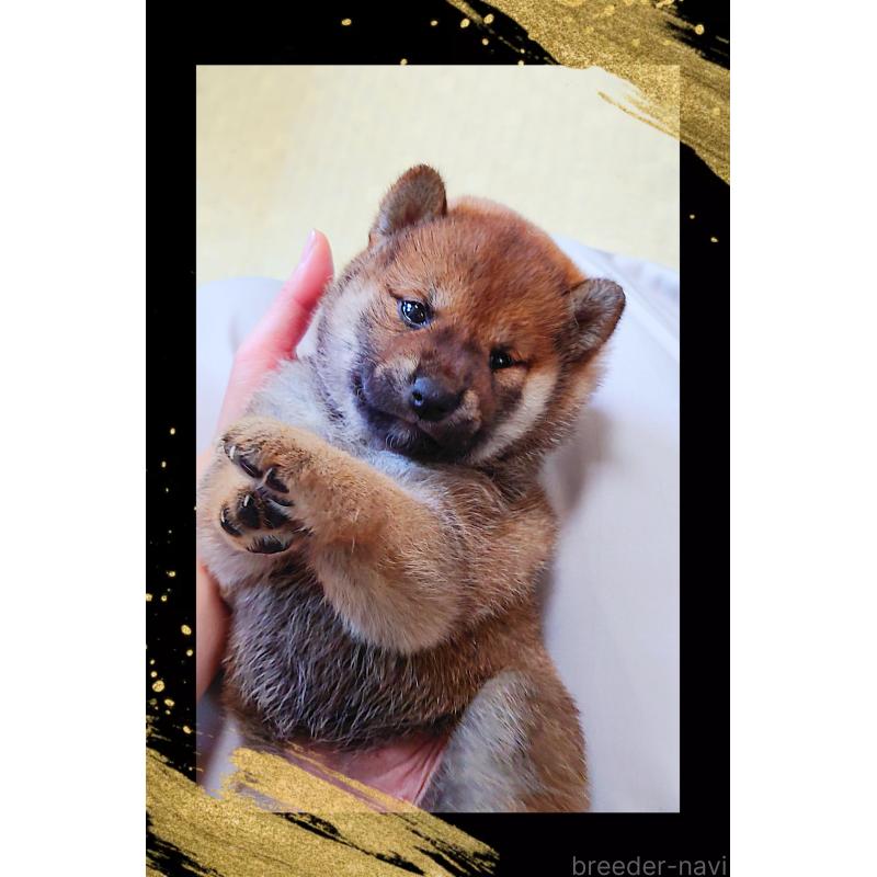 販売中の栃木県の柴犬-401789の7枚目