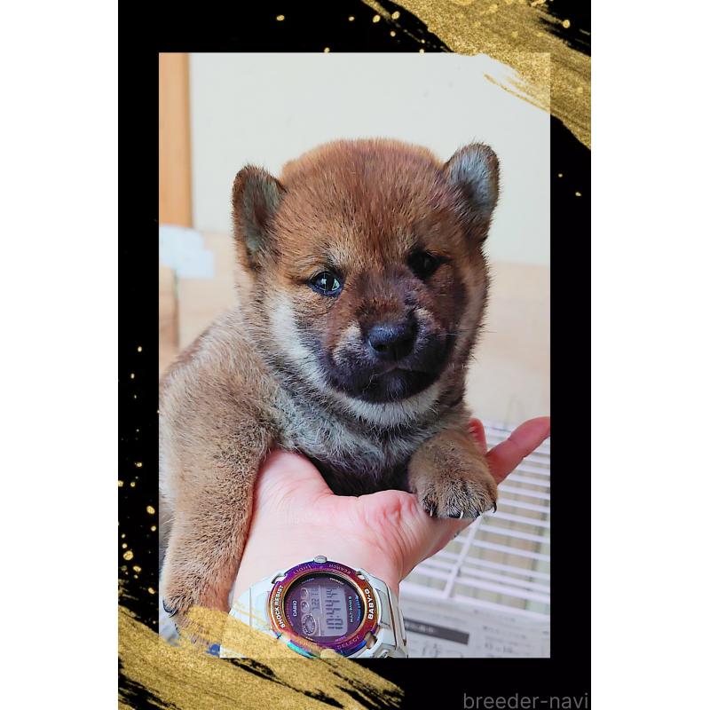 販売中の栃木県の柴犬-401789の6枚目