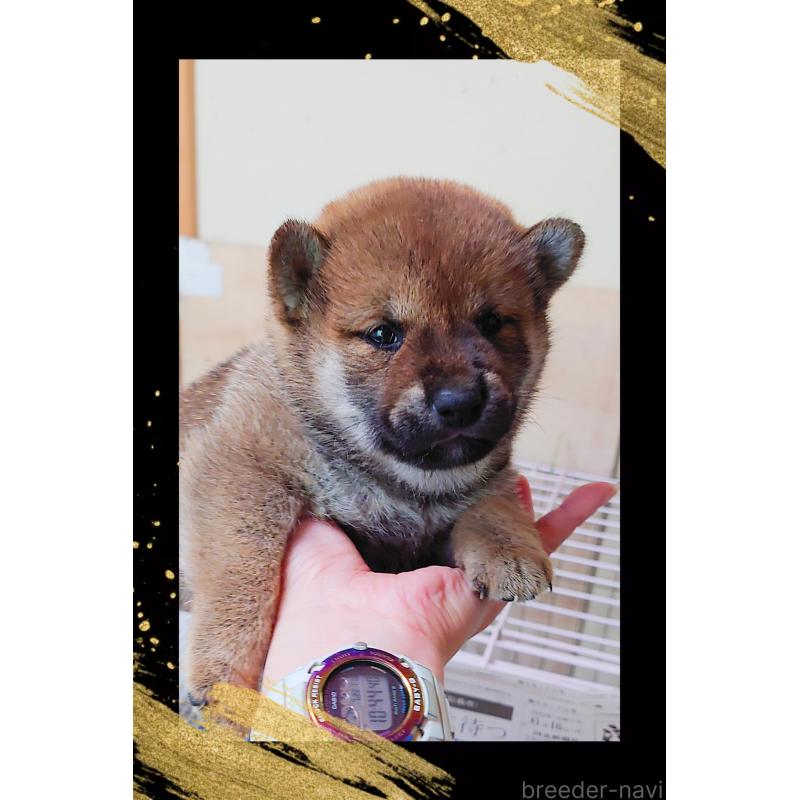 販売中の栃木県の柴犬-401789の5枚目