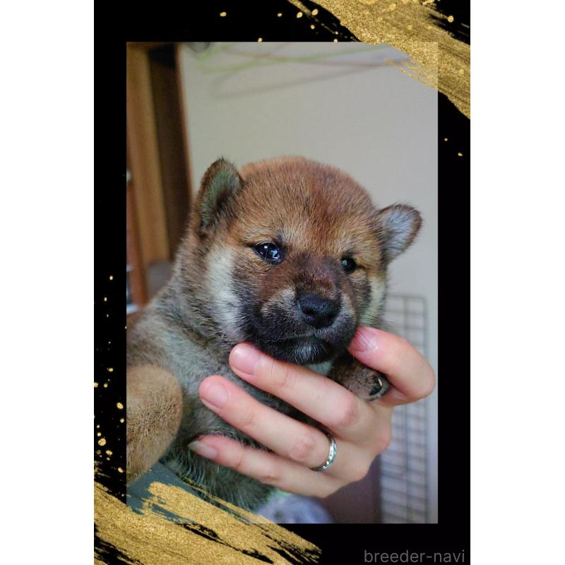 販売中の栃木県の柴犬-401789の4枚目