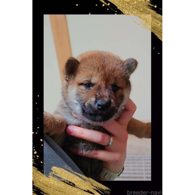 販売中の栃木県の柴犬-401789の3枚目