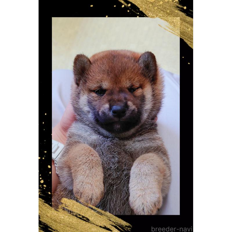 販売中の栃木県の柴犬-401789の2枚目