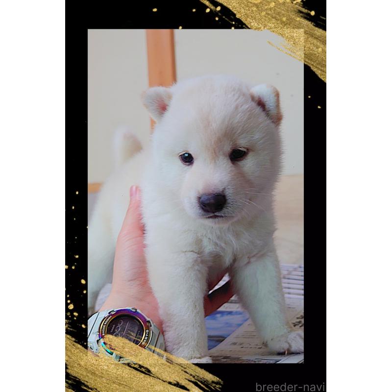 販売中の栃木県の柴犬-401790の6枚目
