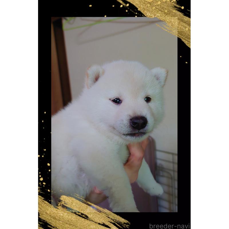 販売中の栃木県の柴犬-401790の5枚目