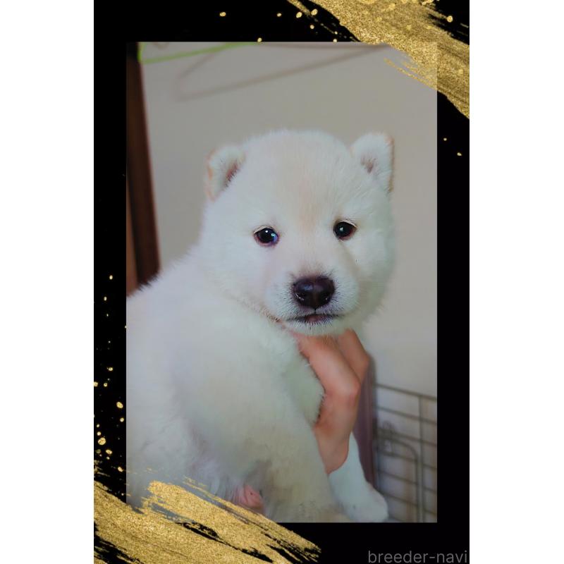 販売中の栃木県の柴犬-401790の4枚目