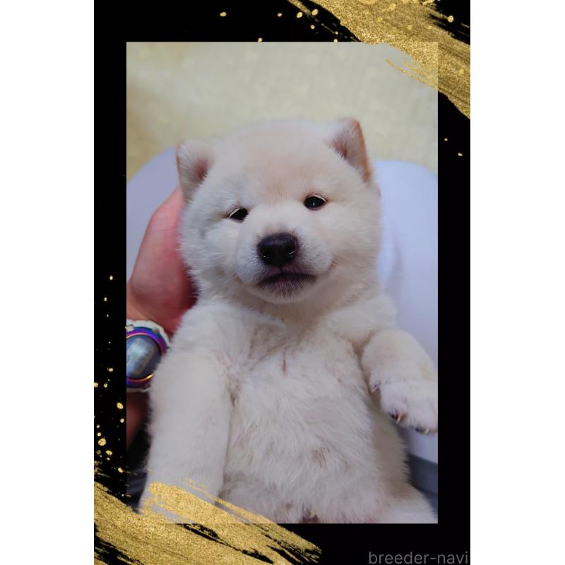販売中の栃木県の柴犬-401790の3枚目