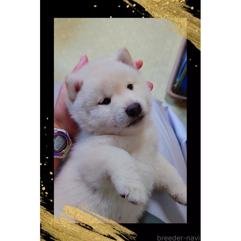 販売中の栃木県の柴犬-401790の2枚目