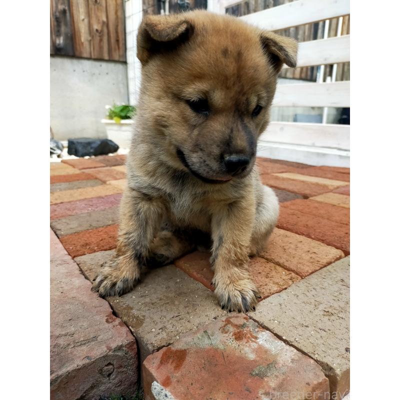 成約済の北海道の北海道犬-398938の5枚目