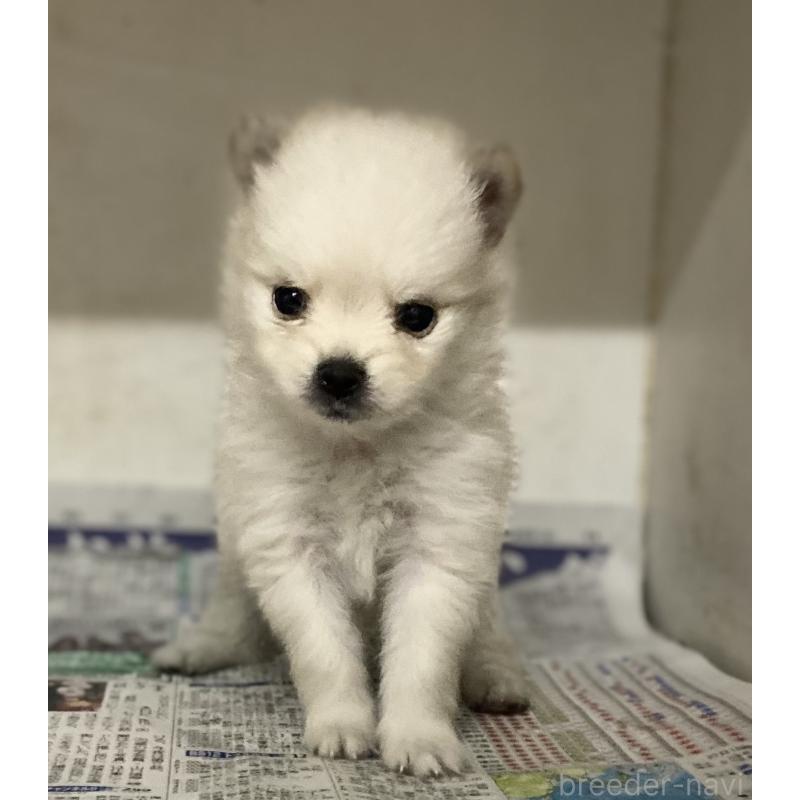 販売中の東京都のミックス犬-401584の5枚目