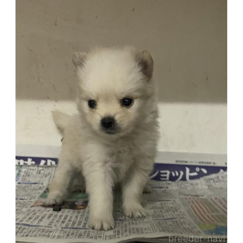 販売中の東京都のミックス犬-401584の4枚目