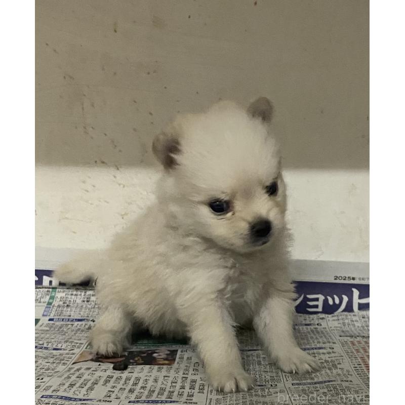 販売中の東京都のミックス犬-401584の3枚目