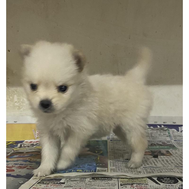 販売中の東京都のミックス犬-401584の2枚目