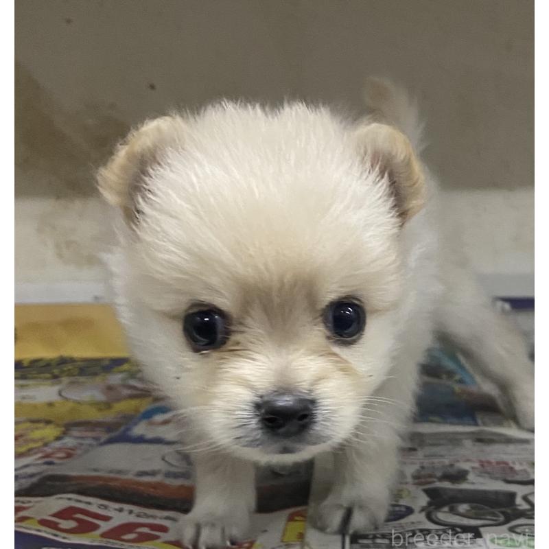 販売中の東京都のミックス犬-401585の8枚目