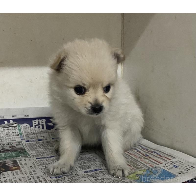 販売中の東京都のミックス犬-401585の7枚目