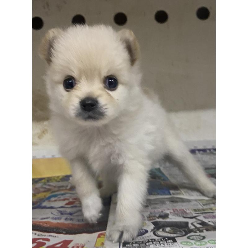 販売中の東京都のミックス犬-401585の6枚目