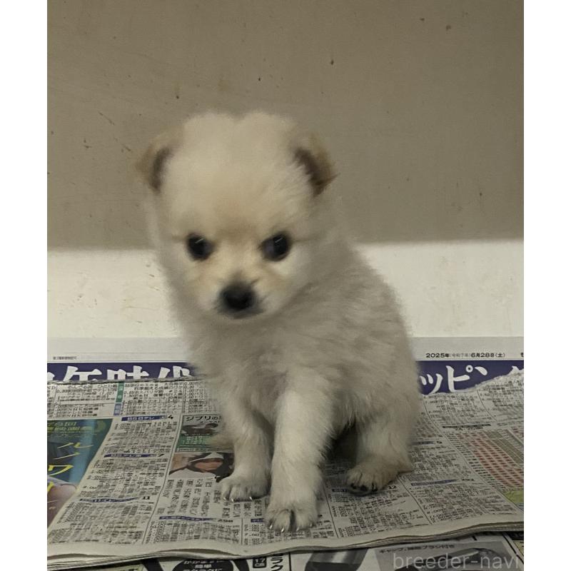 販売中の東京都のミックス犬-401585の5枚目