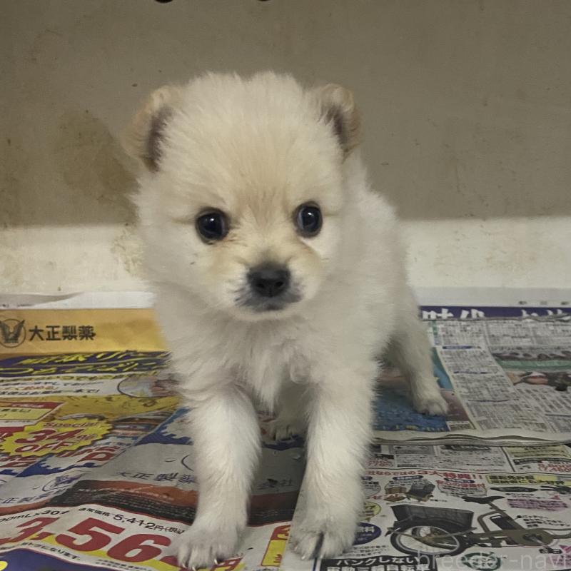 販売中の東京都のミックス犬-401585の4枚目