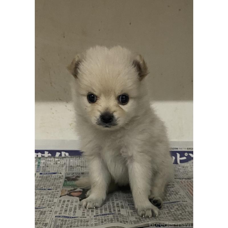 販売中の東京都のミックス犬-401585の3枚目