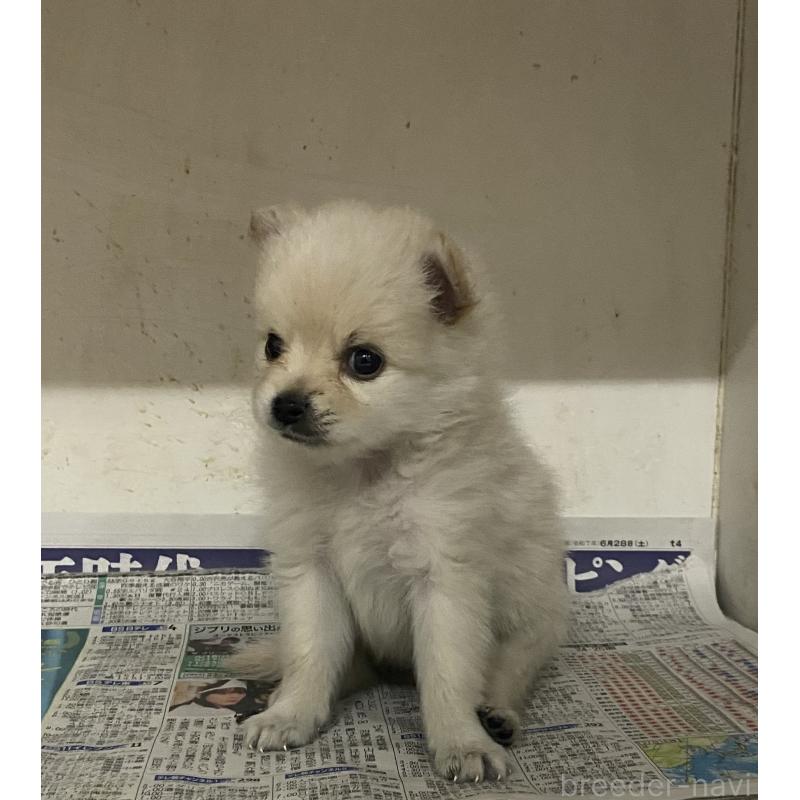 販売中の東京都のミックス犬-401585の2枚目