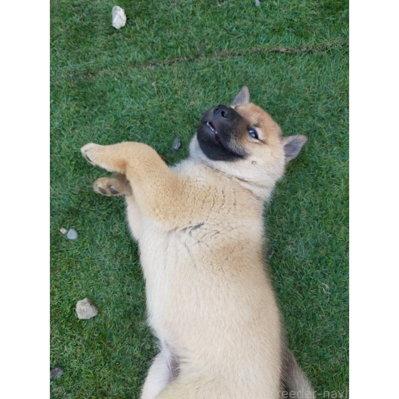 成約済の北海道の北海道犬-401049の5枚目