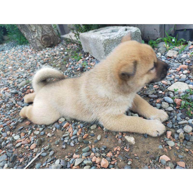 成約済の北海道の北海道犬-401049の3枚目