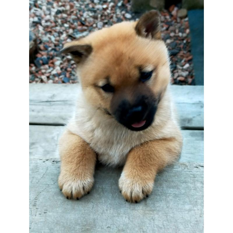 成約済の北海道の北海道犬-401049の2枚目
