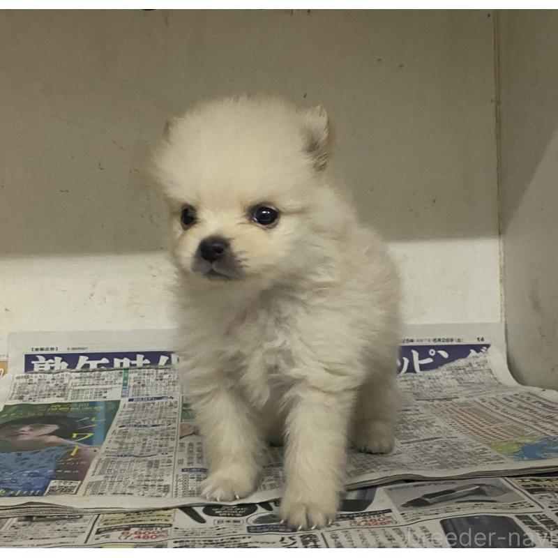 販売中の東京都のミックス犬-401586の12枚目