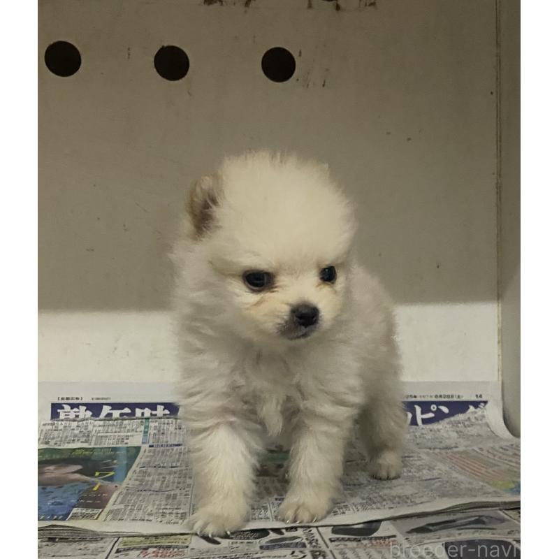 販売中の東京都のミックス犬-401586の11枚目