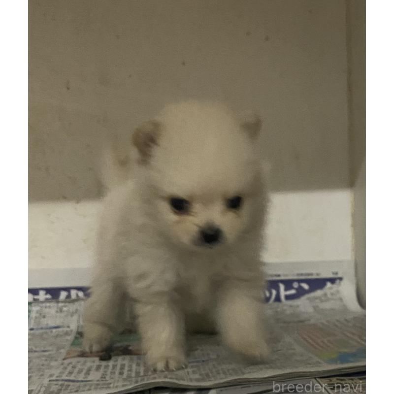 販売中の東京都のミックス犬-401586の10枚目