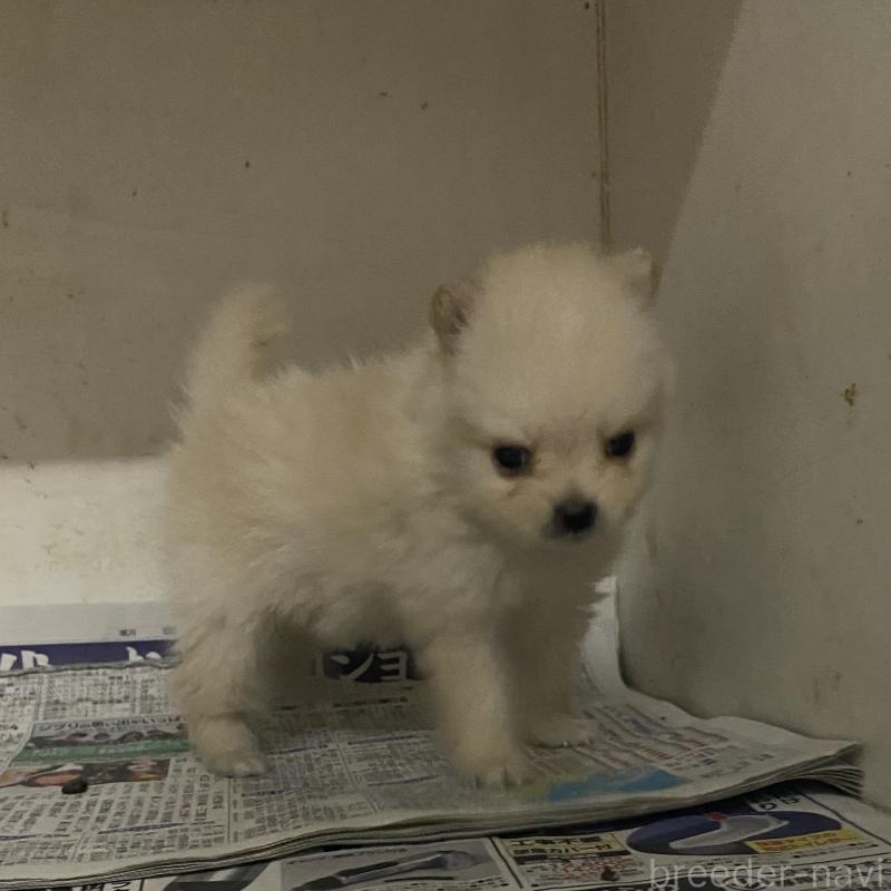 販売中の東京都のミックス犬-401586の9枚目