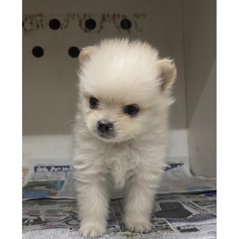 販売中の東京都のミックス犬-401586の8枚目
