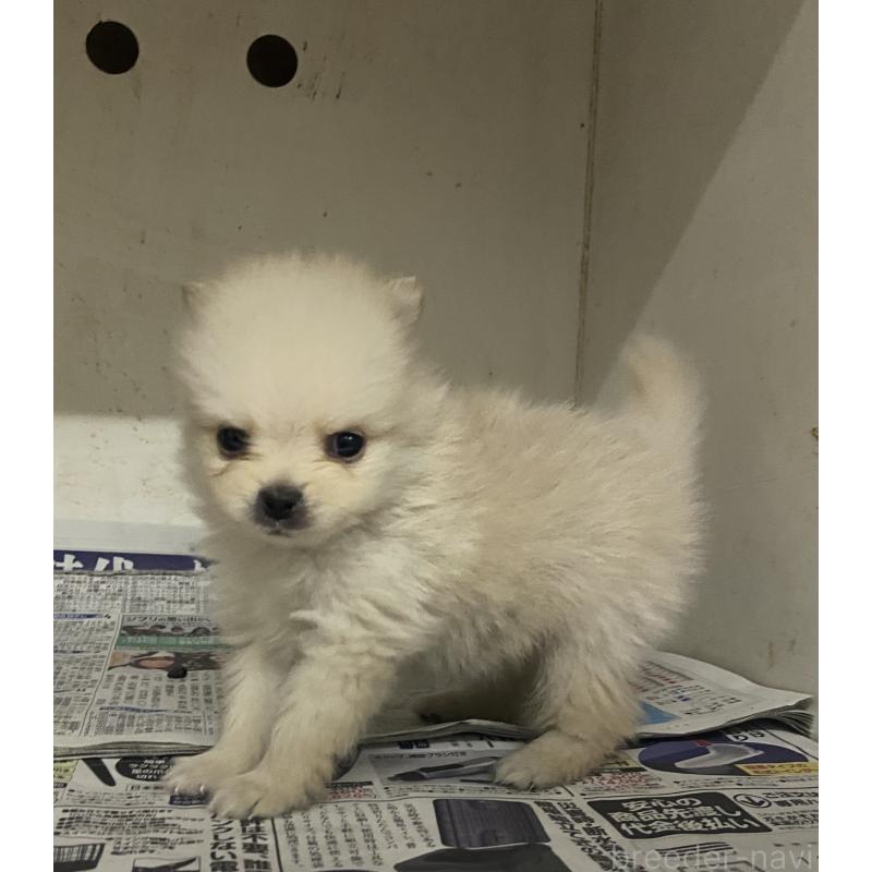 販売中の東京都のミックス犬-401586の7枚目