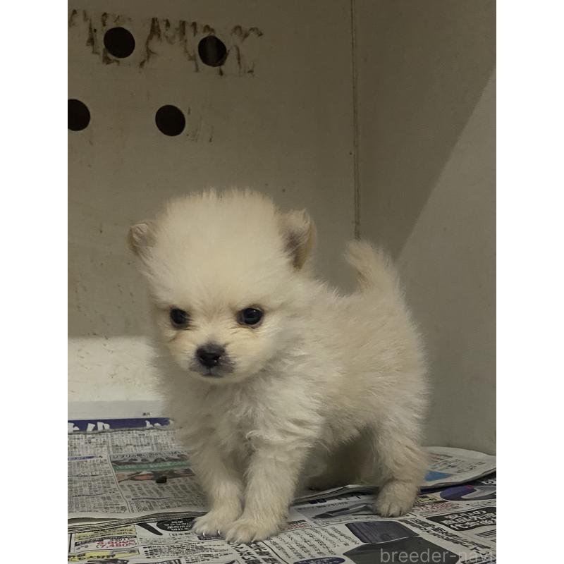 販売中の東京都のミックス犬-401586の6枚目