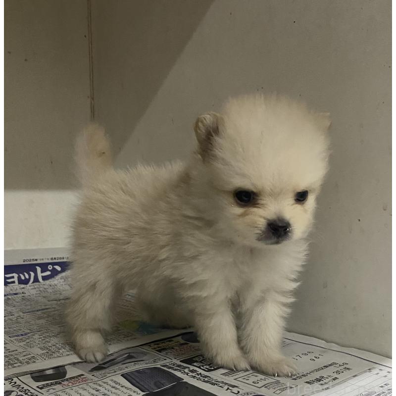 販売中の東京都のミックス犬-401586の4枚目