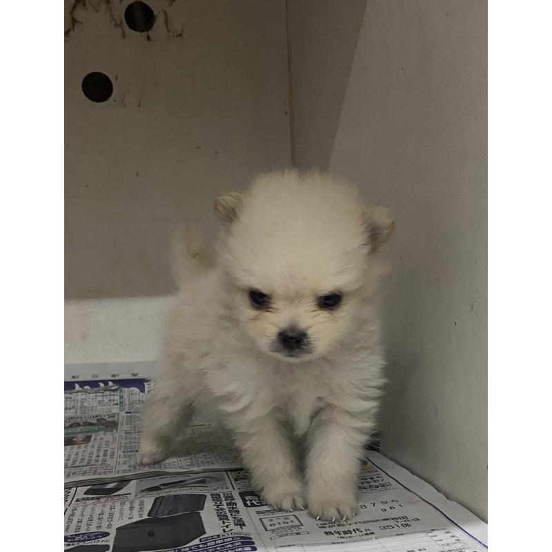 販売中の東京都のミックス犬-401586の3枚目