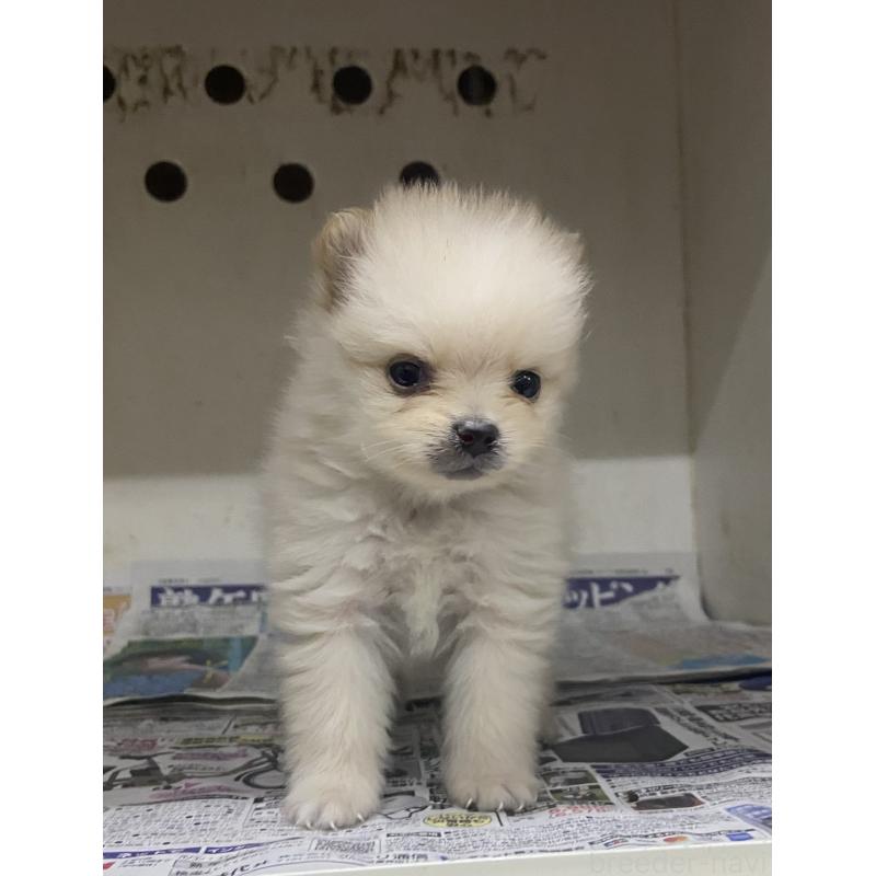 販売中の東京都のミックス犬-401586の2枚目
