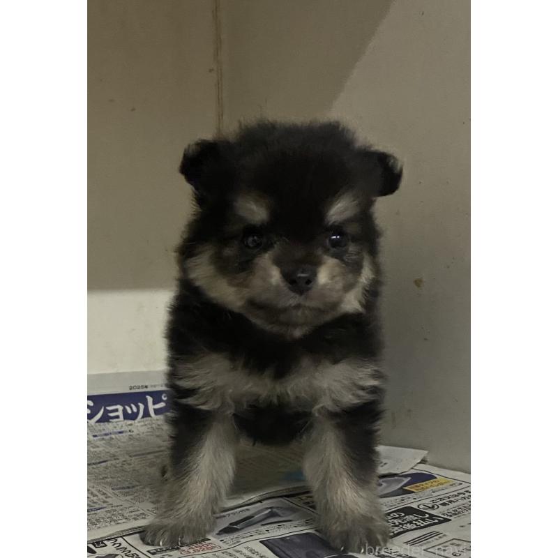 販売中の東京都のミックス犬-401587の15枚目