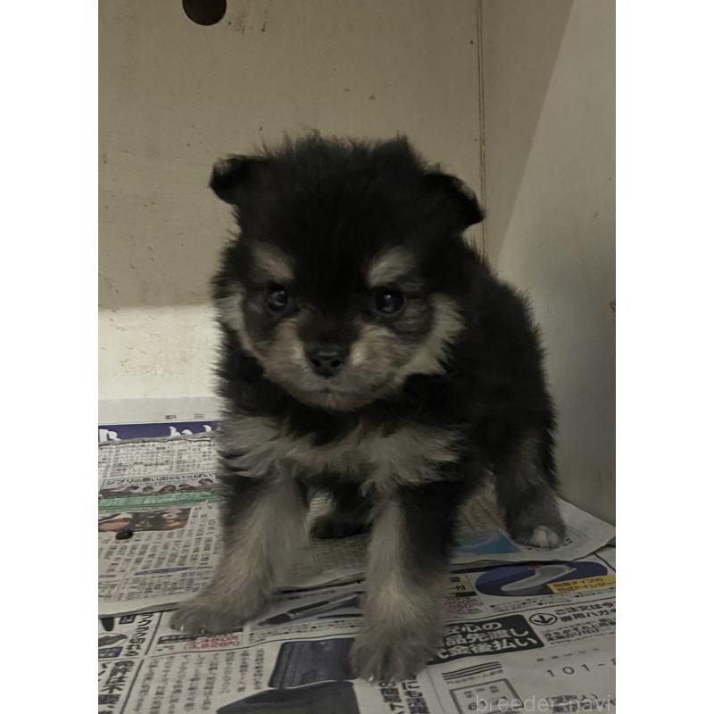 販売中の東京都のミックス犬-401587の14枚目