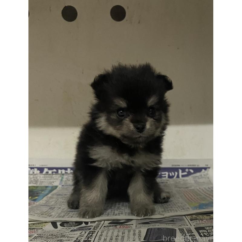 販売中の東京都のミックス犬-401587の13枚目