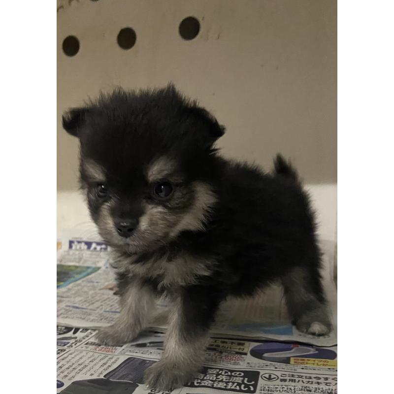 販売中の東京都のミックス犬-401587の12枚目