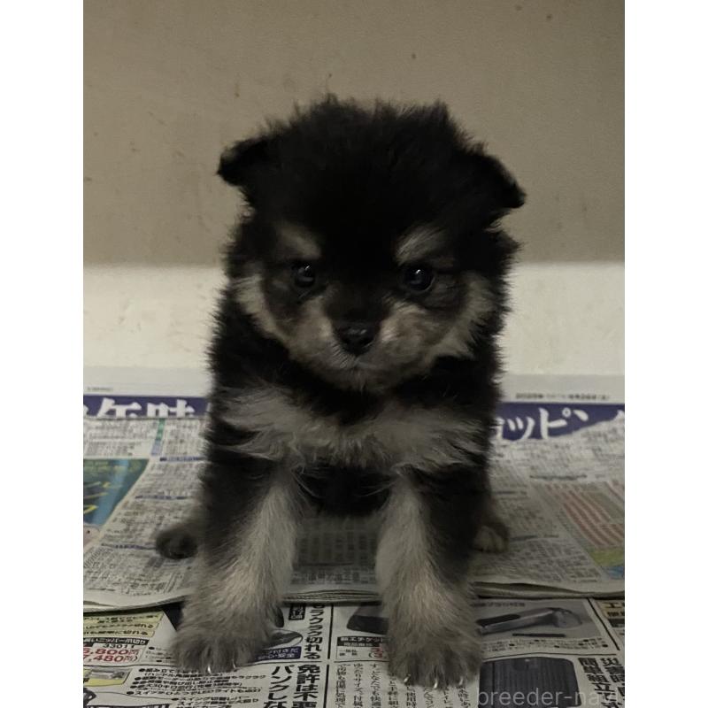 販売中の東京都のミックス犬-401587の11枚目