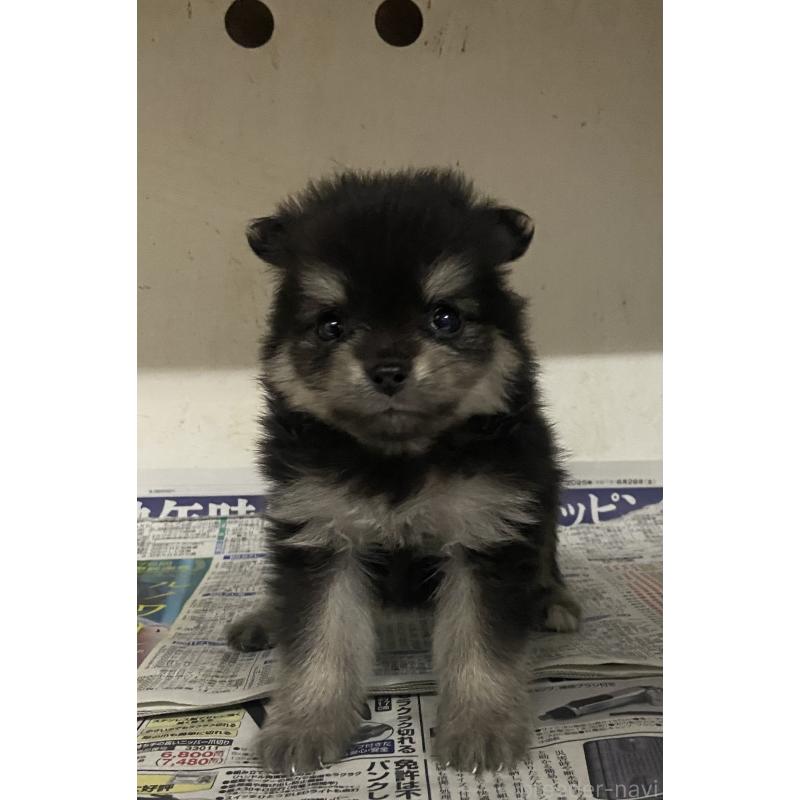 販売中の東京都のミックス犬-401587の10枚目