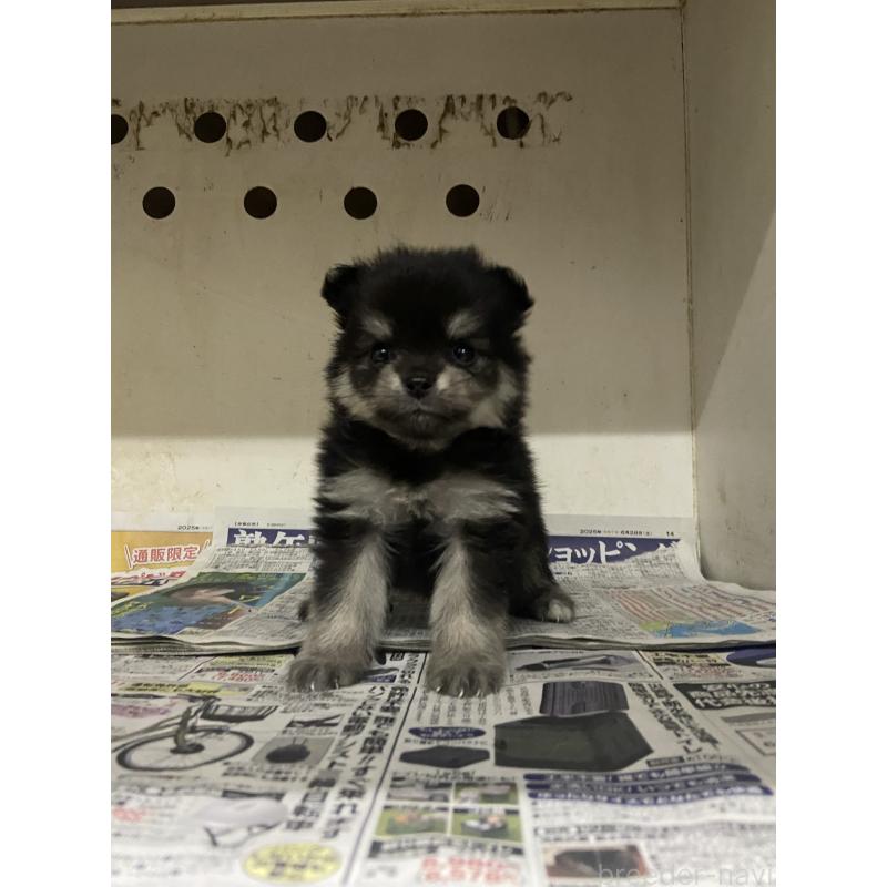 販売中の東京都のミックス犬-401587の8枚目