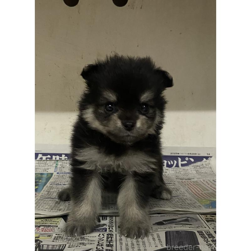 販売中の東京都のミックス犬-401587の7枚目