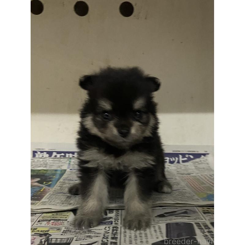 販売中の東京都のミックス犬-401587の6枚目