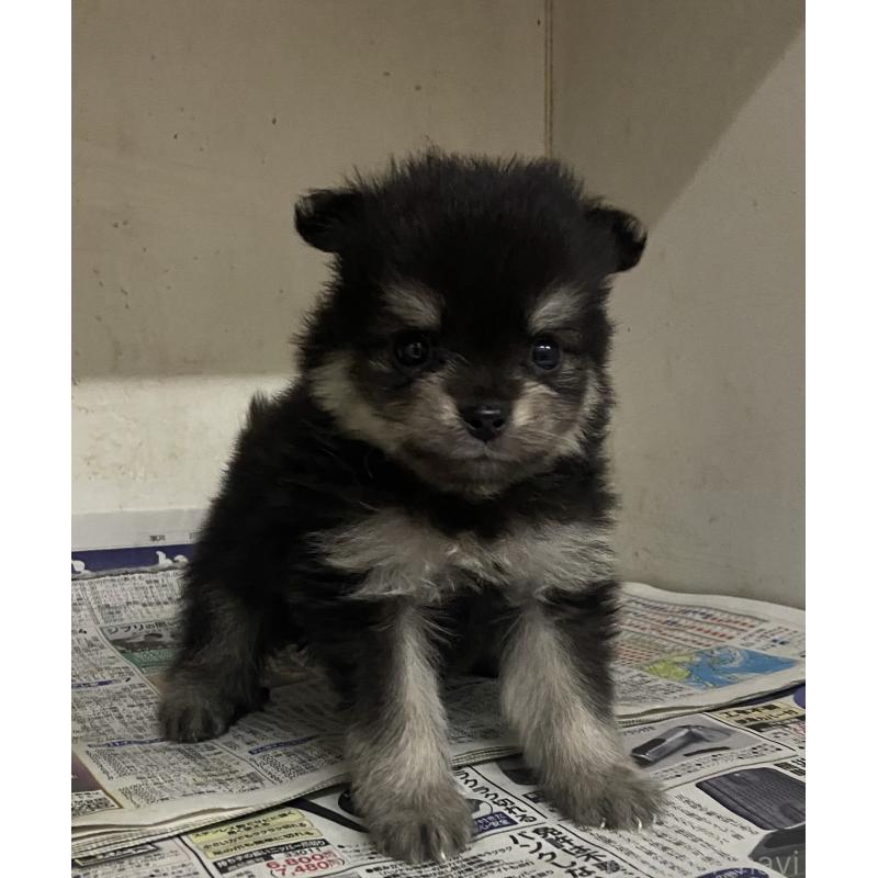 販売中の東京都のミックス犬-401587の5枚目
