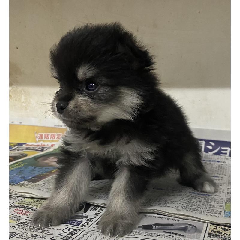 販売中の東京都のミックス犬-401587の4枚目